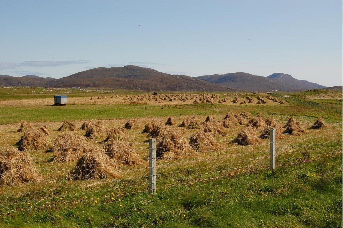 Haystacks in a field in South Uist.